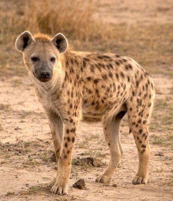 Hyena - Profile - GameDesire